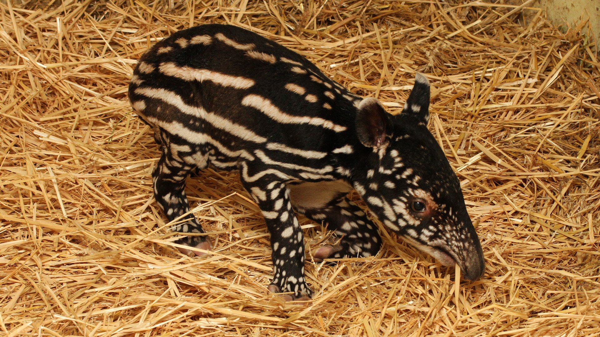 Maleise_tapir_kalfje_2016_R_1920x1080.jpg