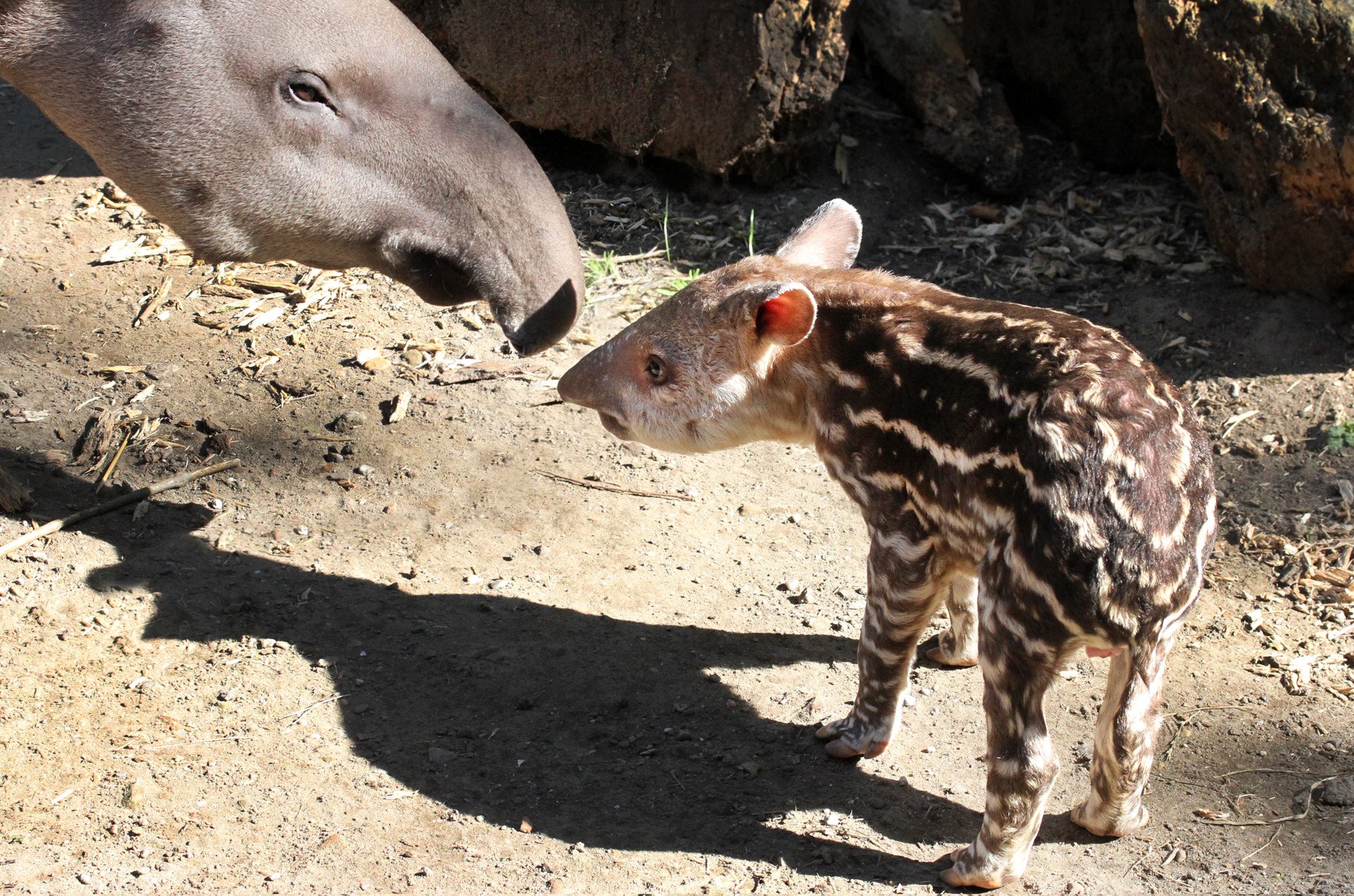 Zuid_Amerikaanse_tapir_jong_2016_R_1920x1270.jpg