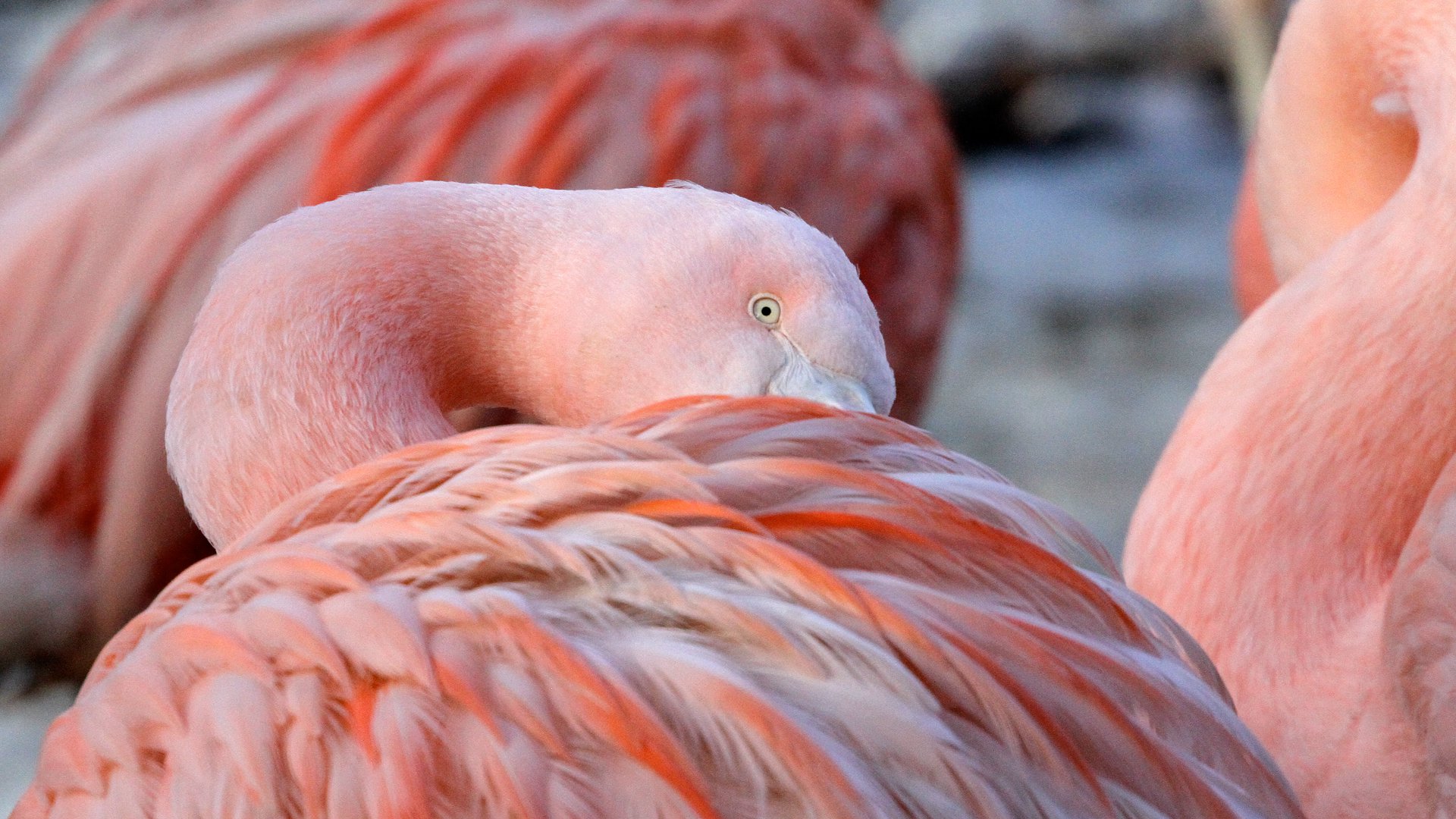Chileense-flamingo_R_1920x1080.jpg