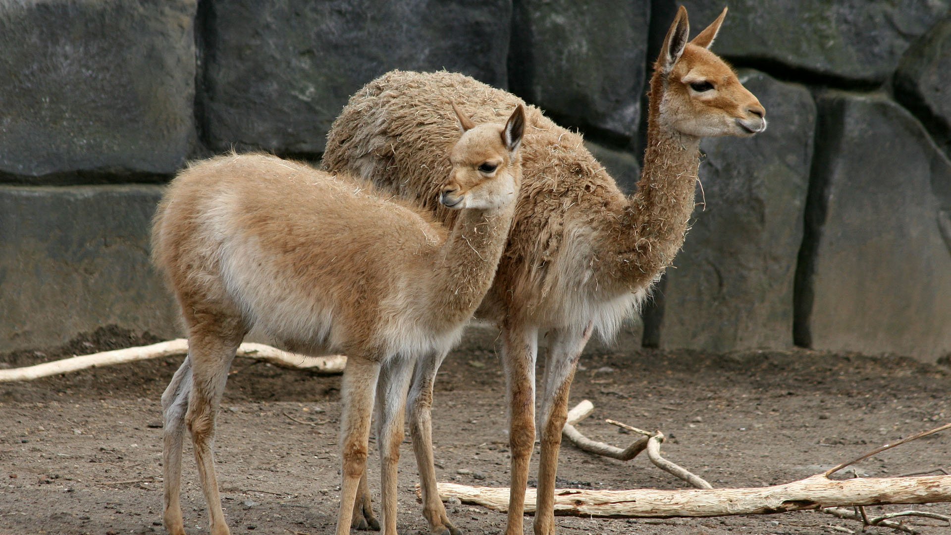 De vicuña is een wild dier.