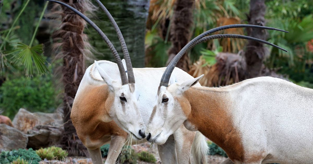 Copyright Artis.nl (c) Artis.nl