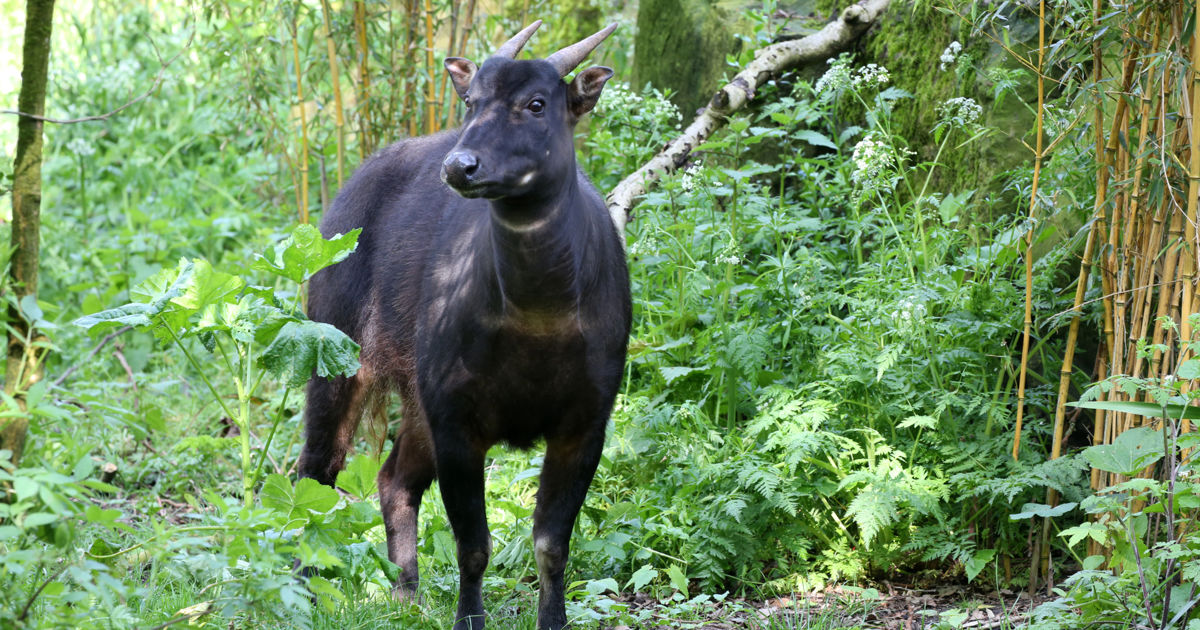 Anoa | ARTIS