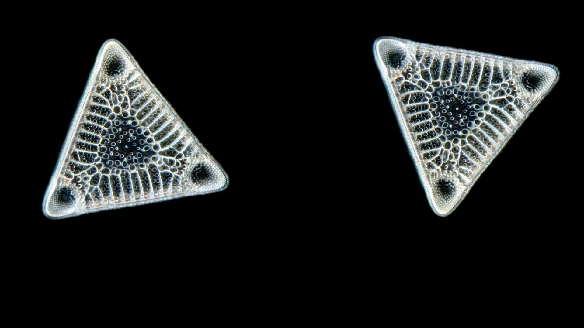 Diatoms_kiezelwieren_triceratium_wve_1920x1080.jpg