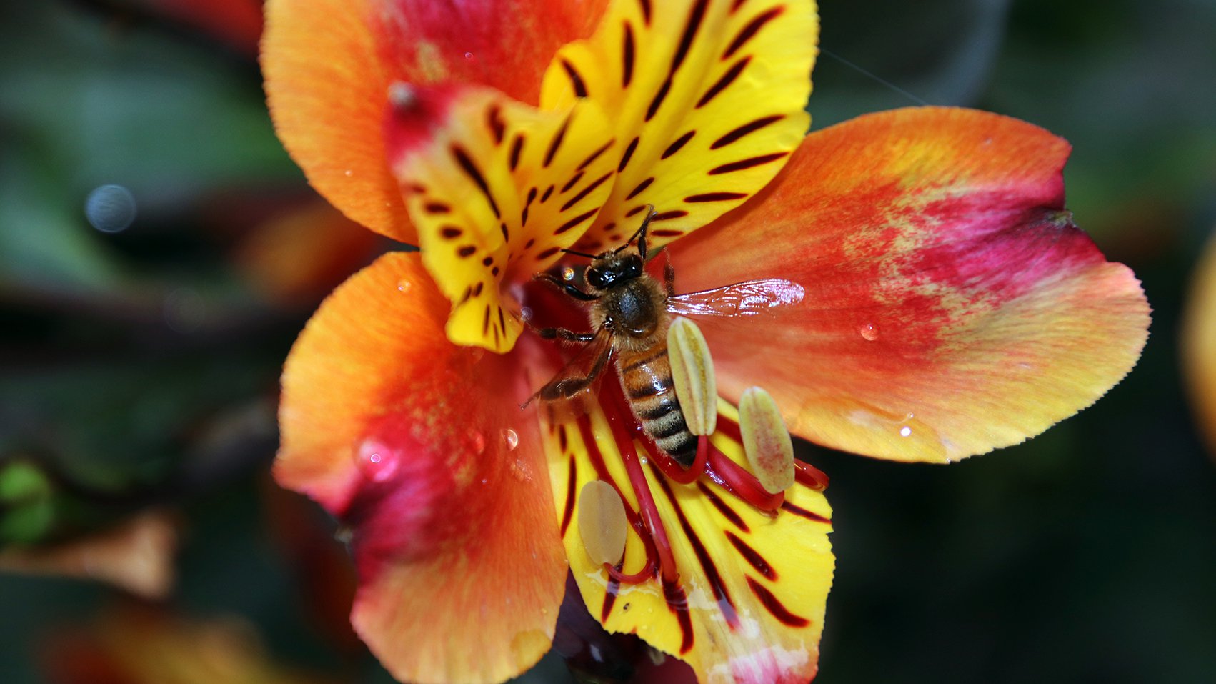 Biodiversiteit_wesp_bloem_geel_oranje_bij_insect_1920x1080