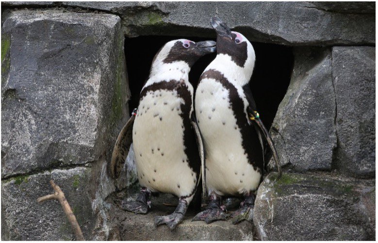 pinguins vrienden van ARTIS.jpg
