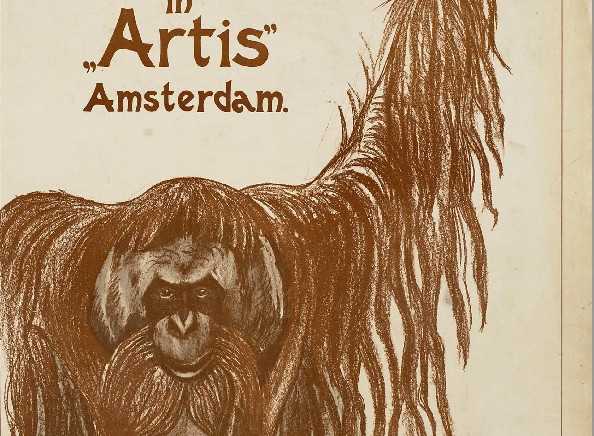 UITSNEDE Afffiche 1913 Reuzen-Orang oetan in Artis Amsterdam1920x1440.jpg
