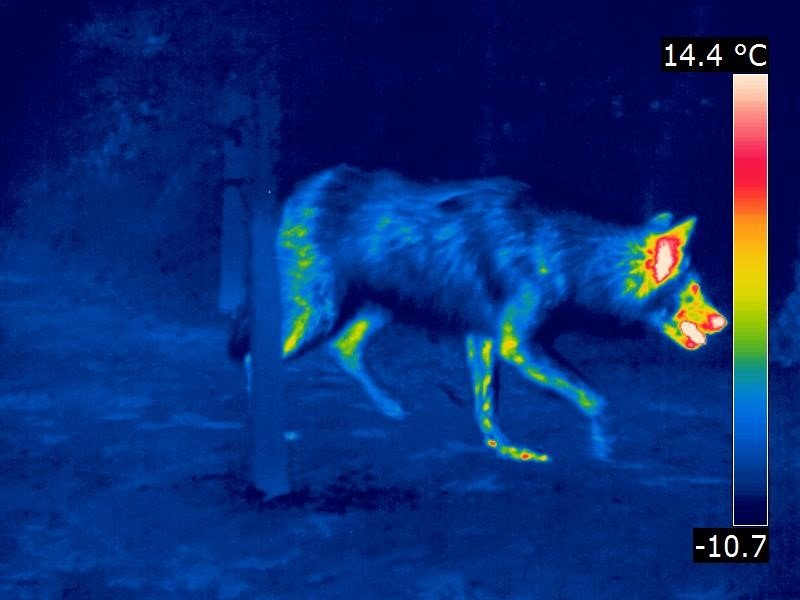 Hudson Bay wolf_infrarood.jpg
