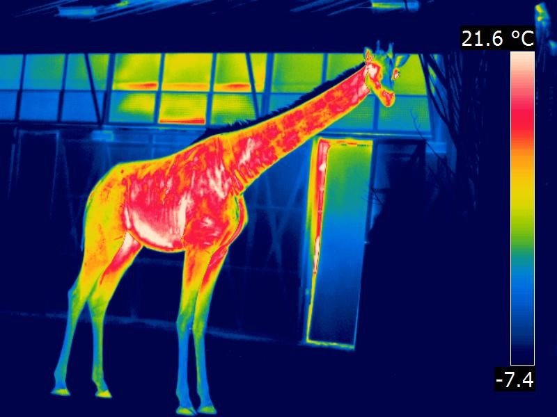 Giraffe_infrarood_2.jpg