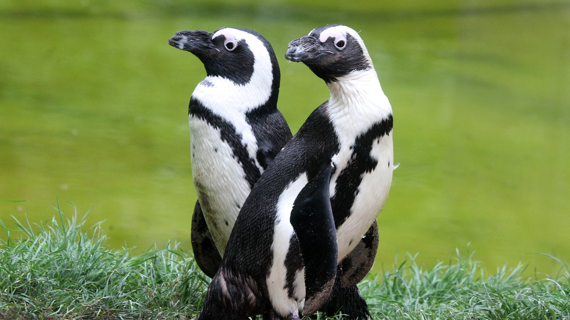 afrikaanse pinguinpaar3R_1920x1080.jpg