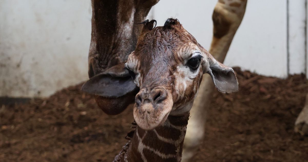 Gezonde Bedreigde Netgiraffe Geboren in ARTIS-Park | ARTIS