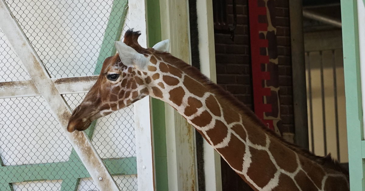 Nieuwe netgiraffe aangekomen in ARTIS | ARTIS