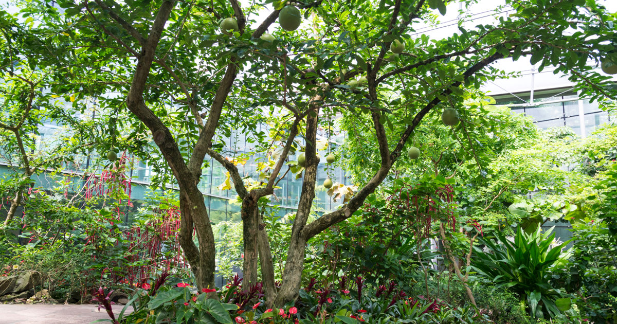 Calabash tree | ARTIS