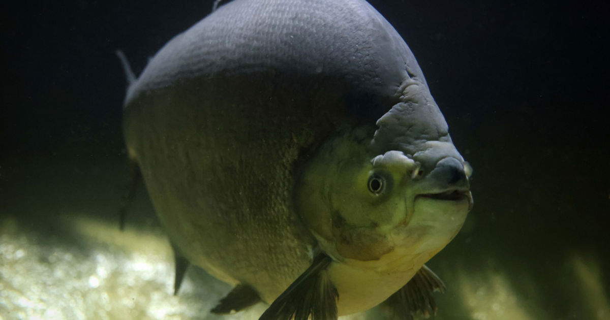 Zwarte pacu: kenmerken en leefwijze | ARTIS